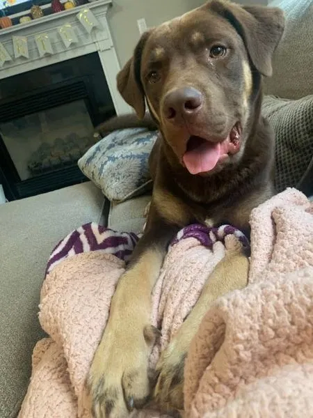 Lost dog in Locust Grove, GA, 30248