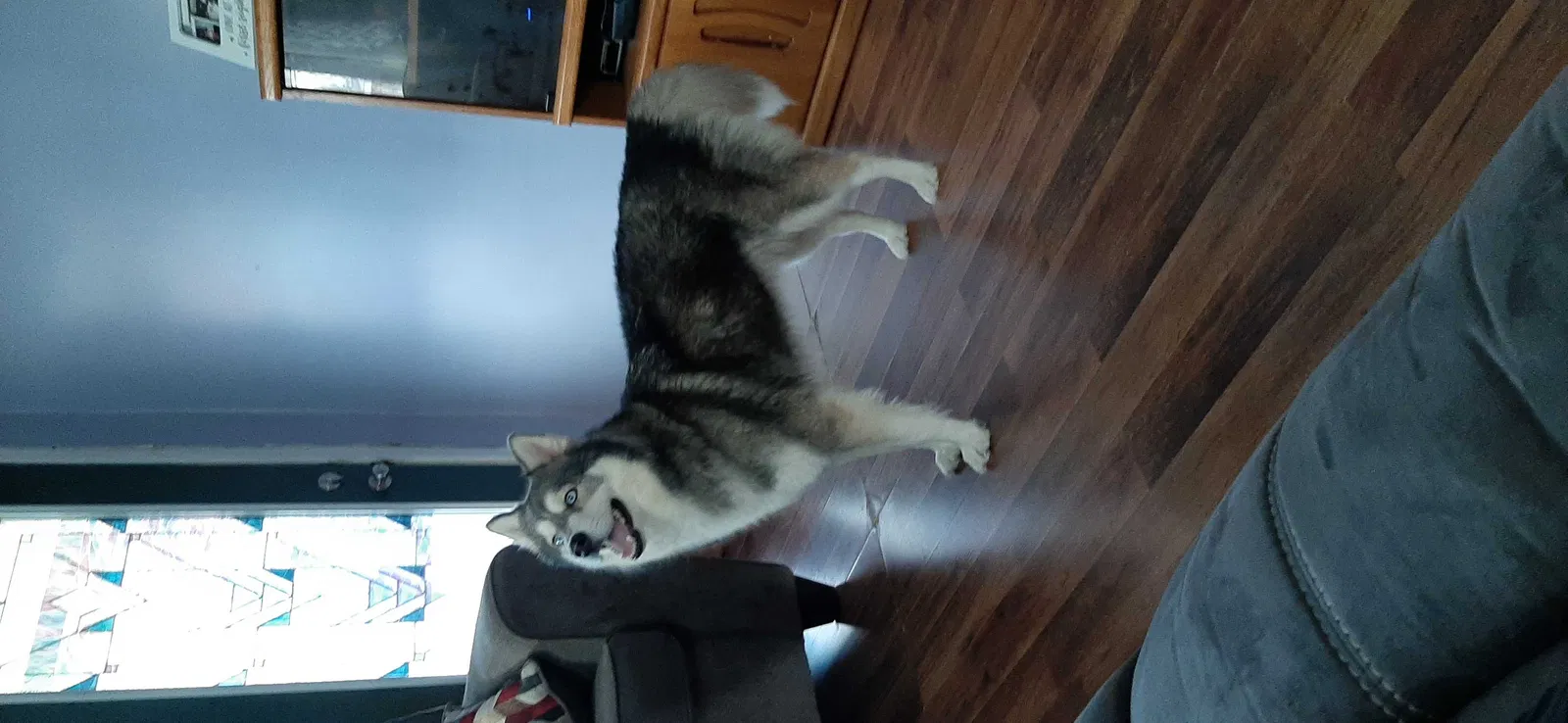 Lost dog in Evansville, IN, 47714