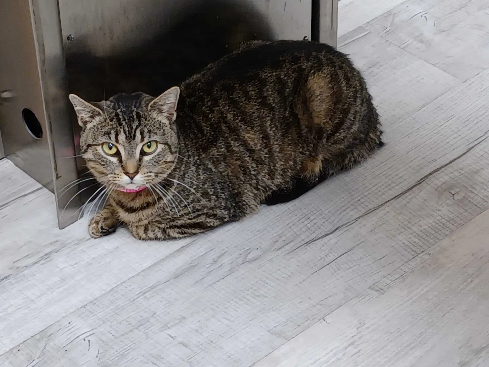 Lost cat in Mount Ephraim, NJ, 8059