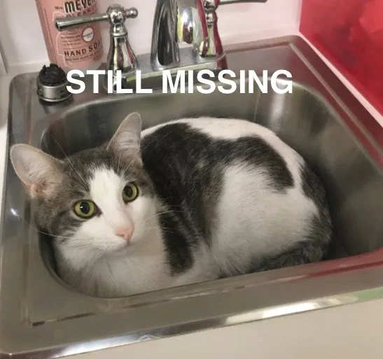 Lost cat in Kansas City, MO, 64128