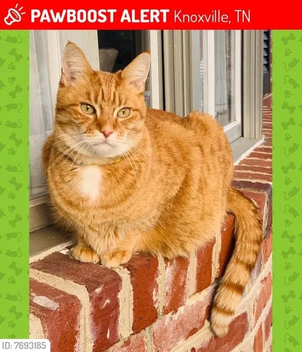 Lost cat in Knoxville, TN, 37923