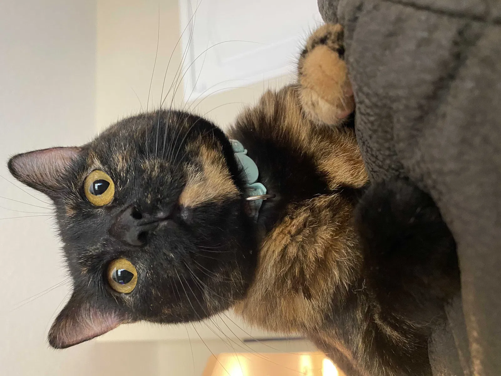 Lost cat in Tampa, FL, 33616