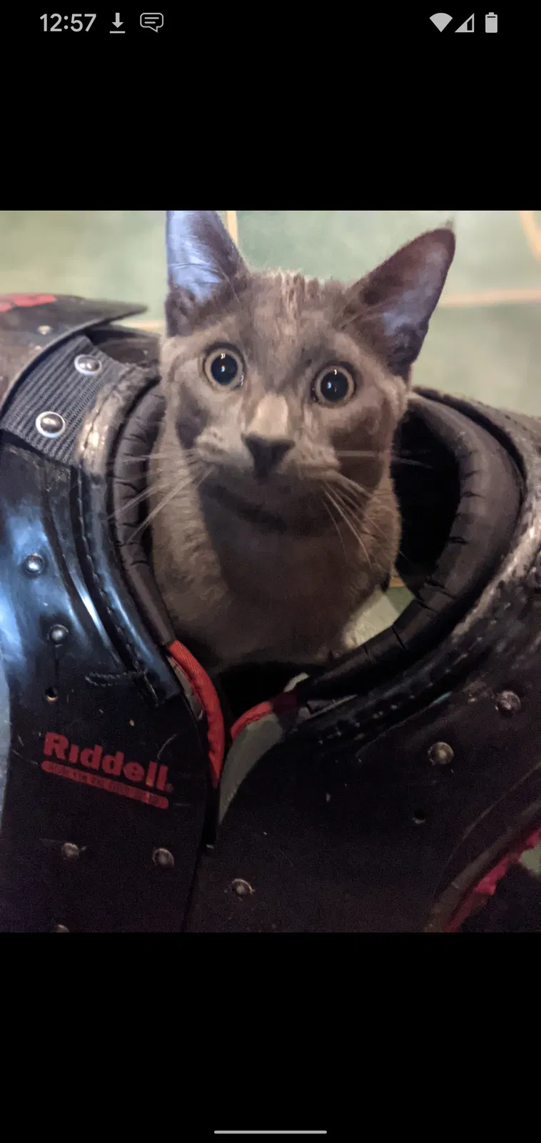 Lost cat in Port Orchard, WA, 98366
