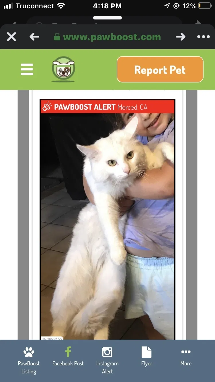 Lost cat in Merced, CA, 95340