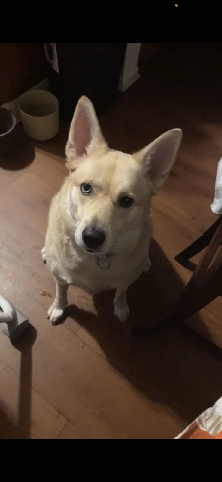 Lost dog in Canoga Park, CA, 91304