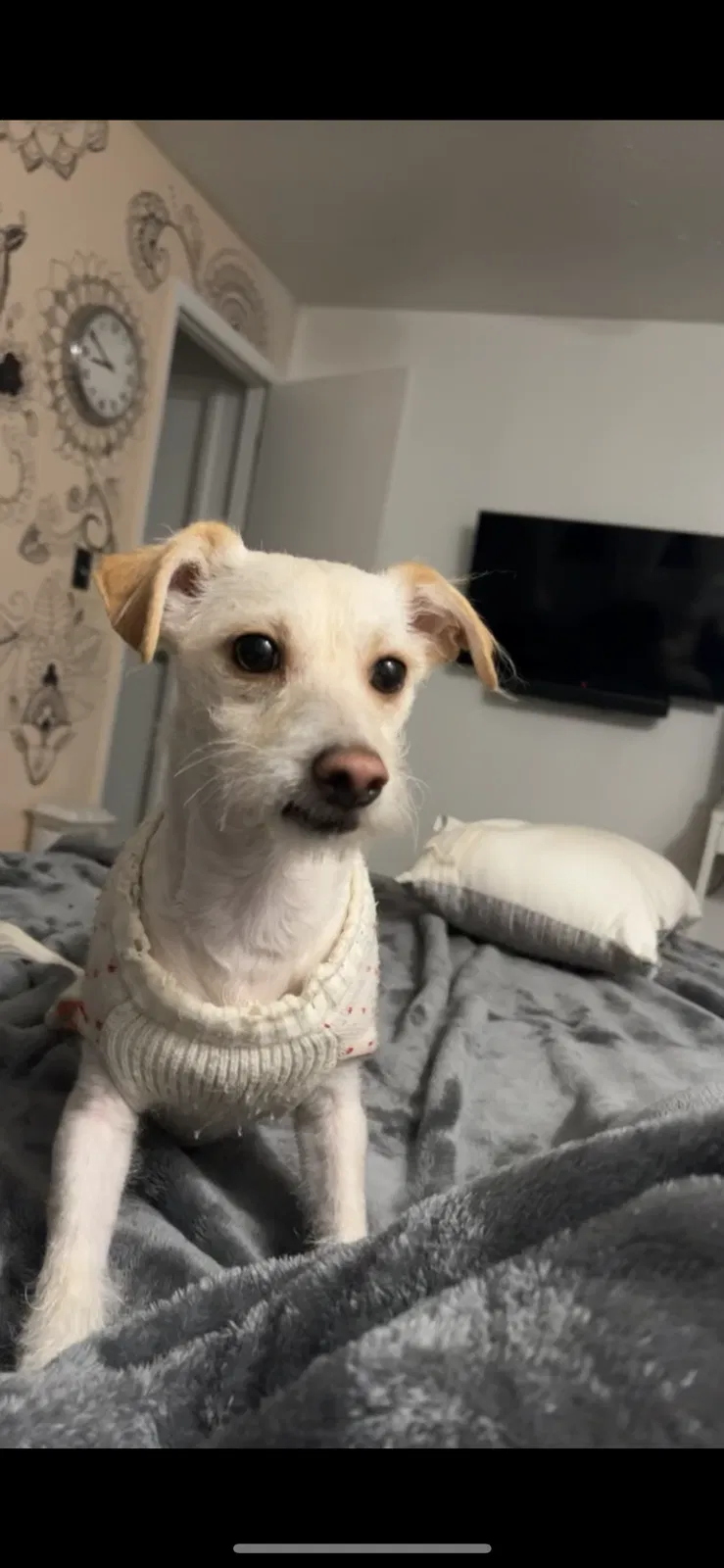 Lost dog in Lawrenceville, GA, 30044