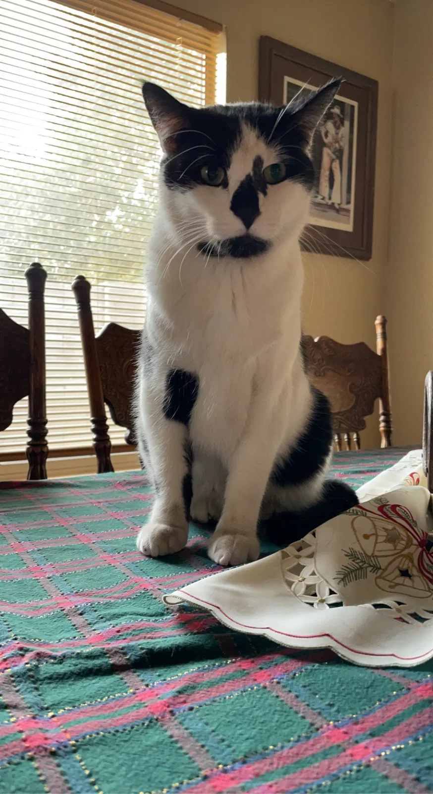 Lost cat in Glendale, AZ, 85310