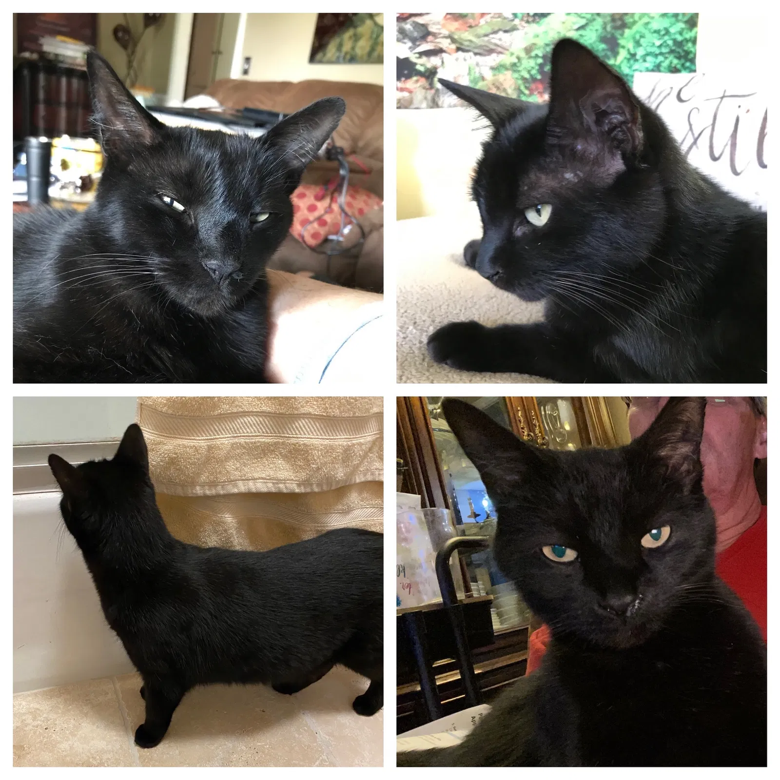 Lost cat in Oklahoma City, OK, 73132