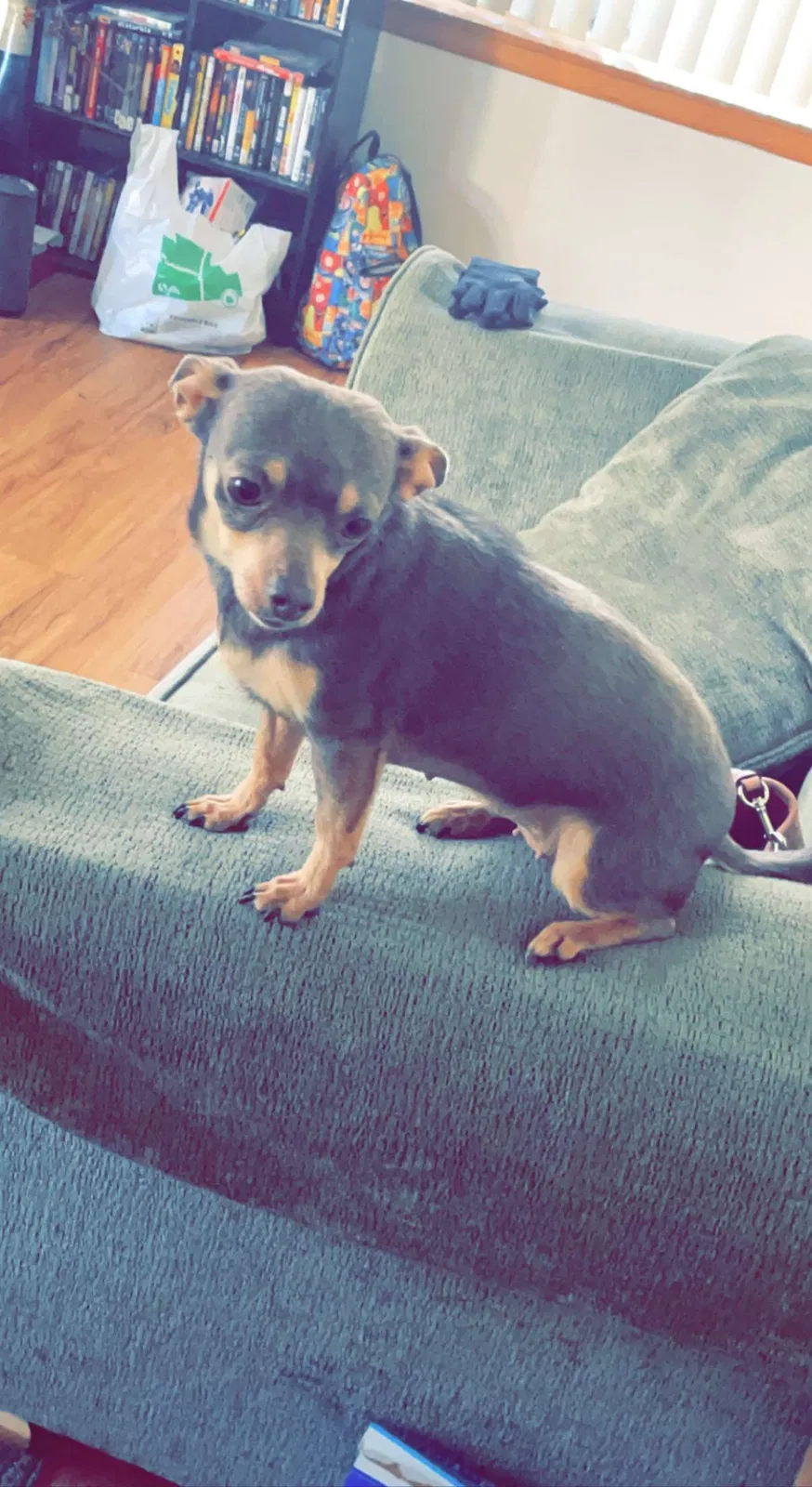 Lost dog in Portland, OR, 97266