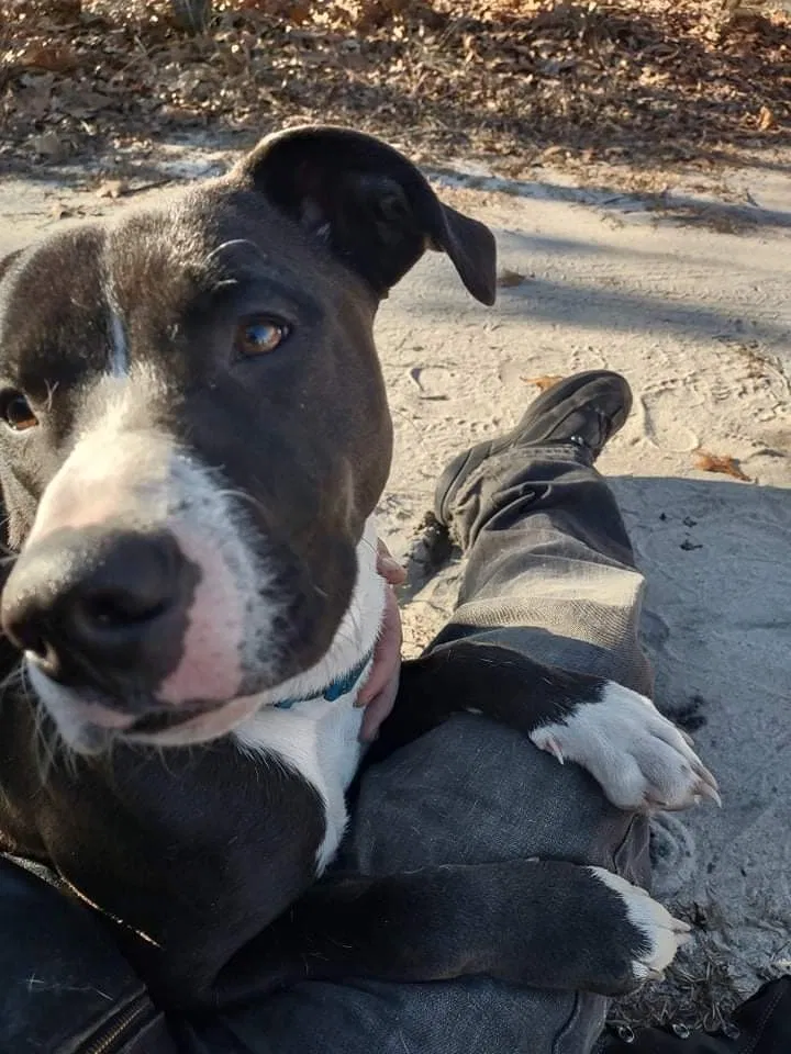 Found dog in Aberdeen, NC, 28315