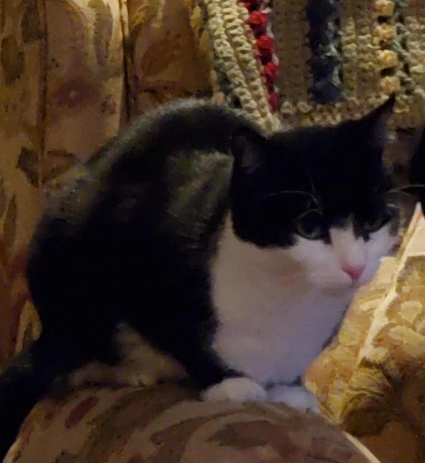 Lost cat in West Hartford, CT, 6119