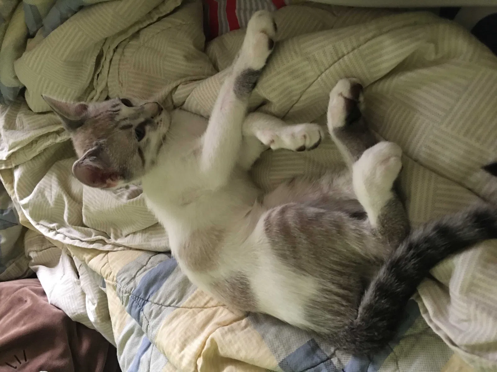 Lost cat in Pasadena, TX, 77503