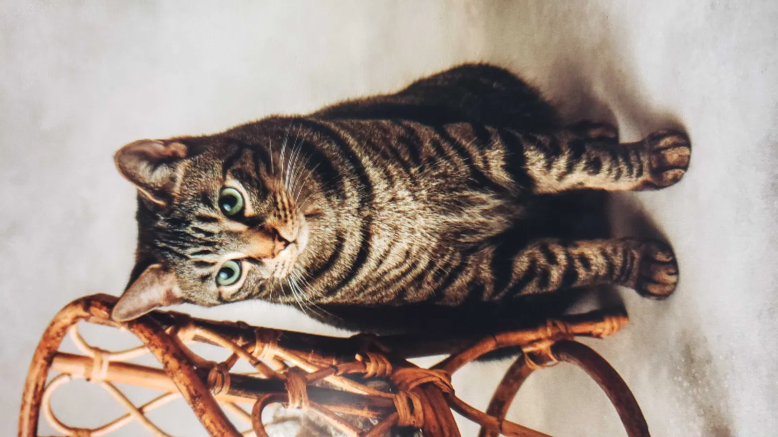 Lost cat in Cleveland, OH, 44130