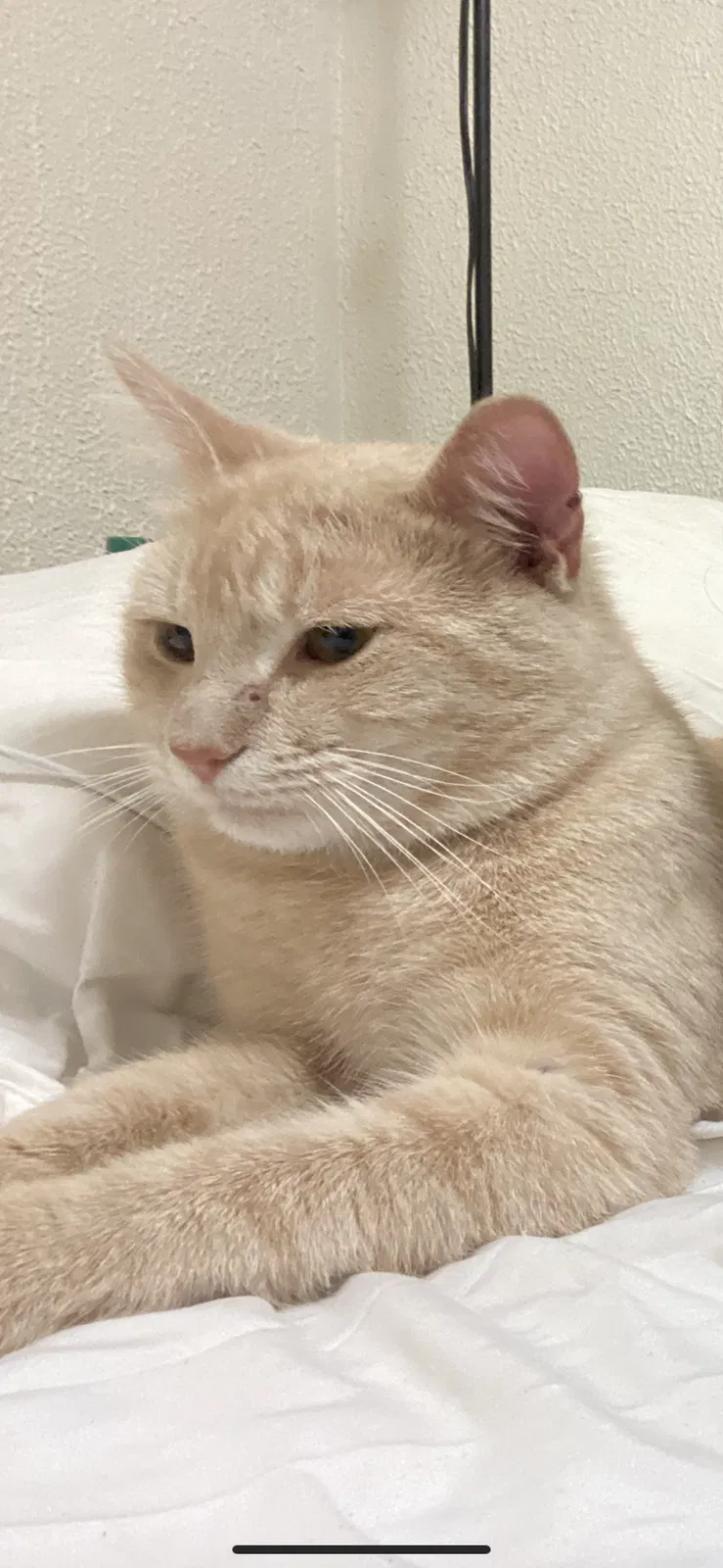 Lost cat in New Orleans, LA, 70118