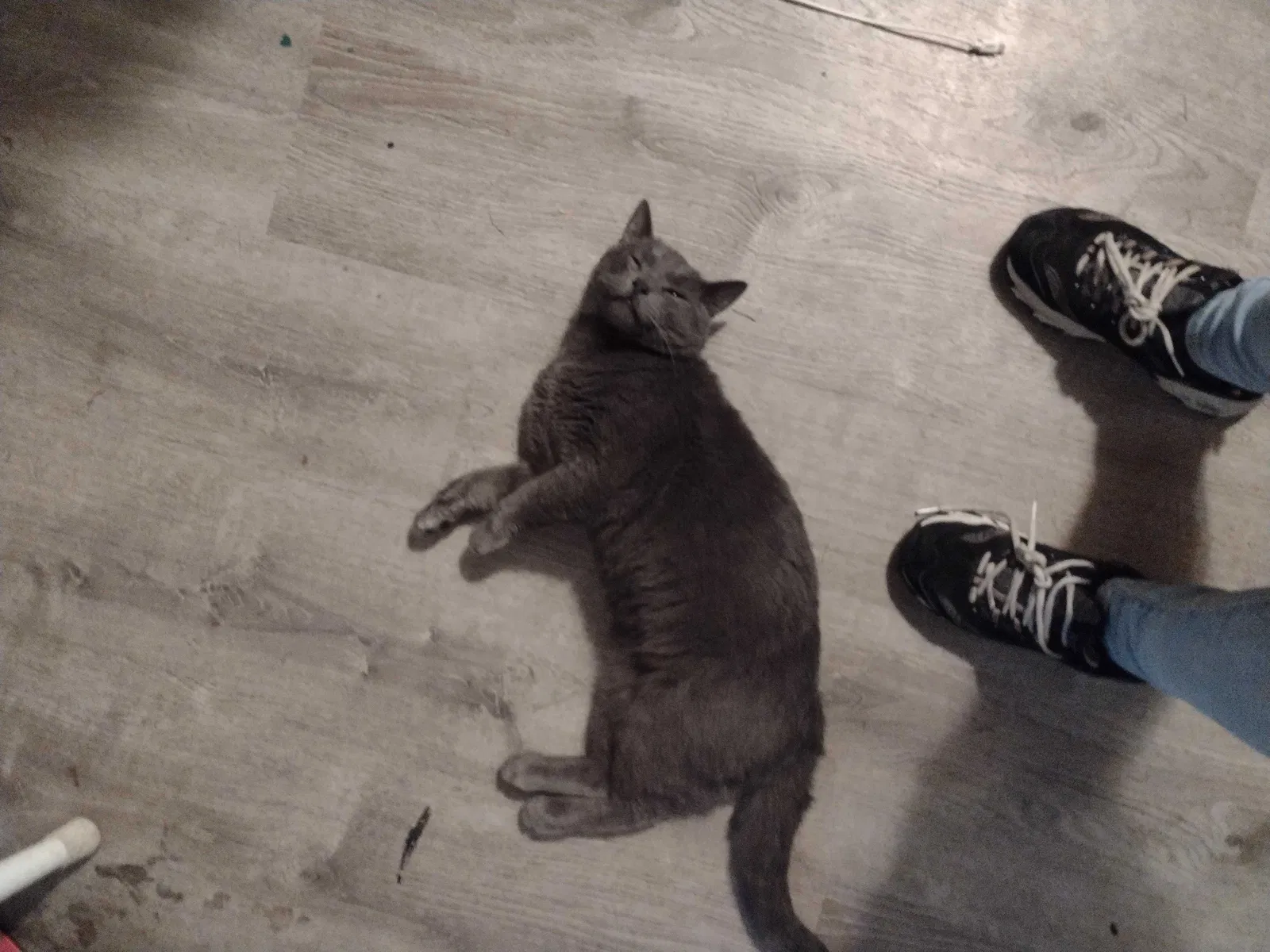 Lost cat in Vancouver, WA, 98682