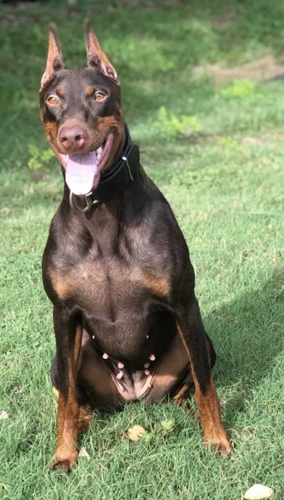 Lost dog in Houston, TX, 77082
