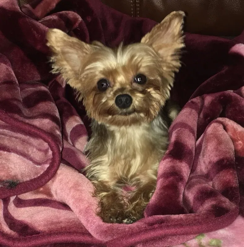 Lost dog in Houston, TX, 77074