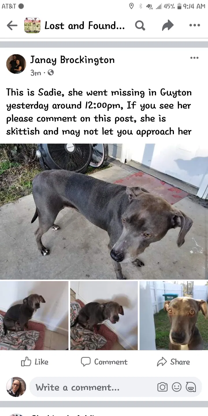 Lost dog in Guyton, GA, 31312