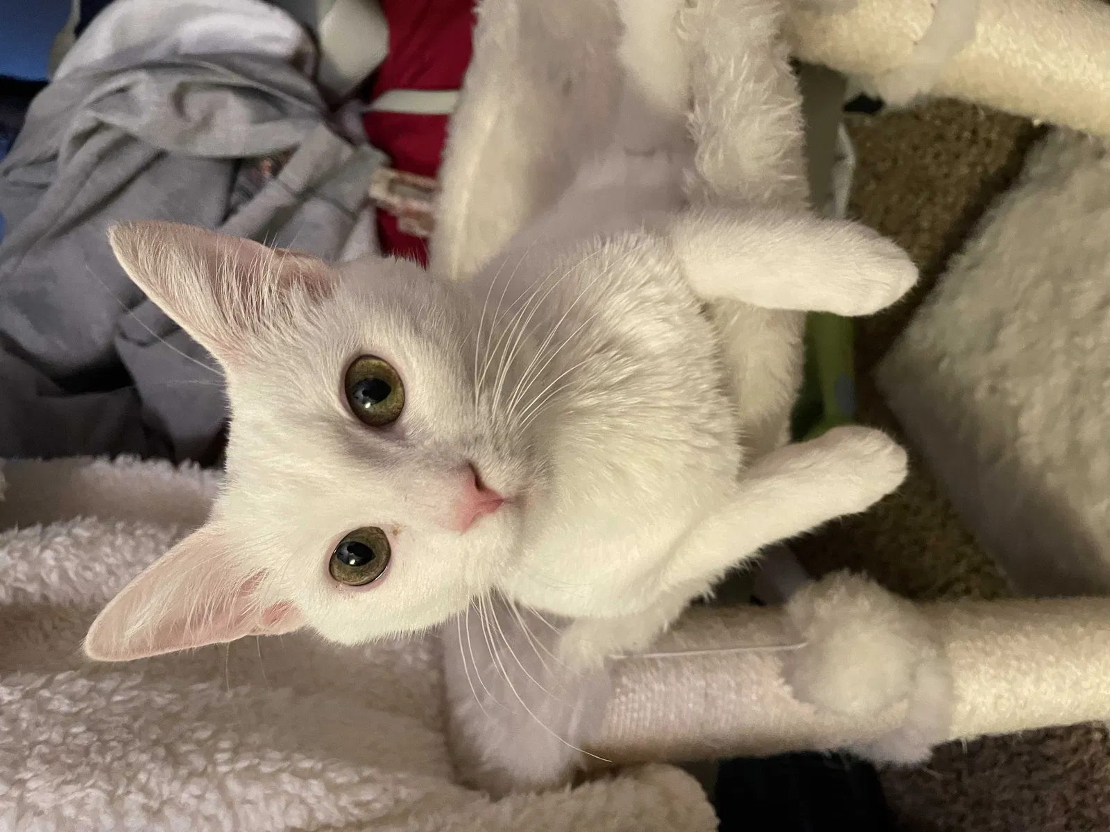 Lost cat in Pearland, TX, 77581