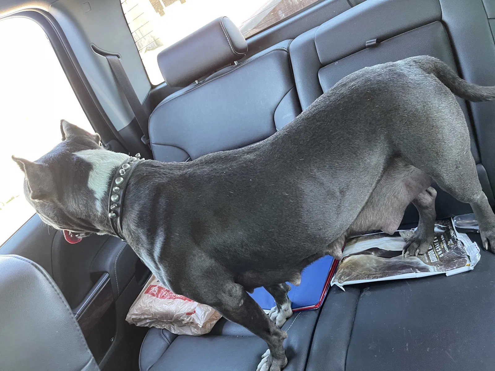 Found dog in Monroe, LA, 71203