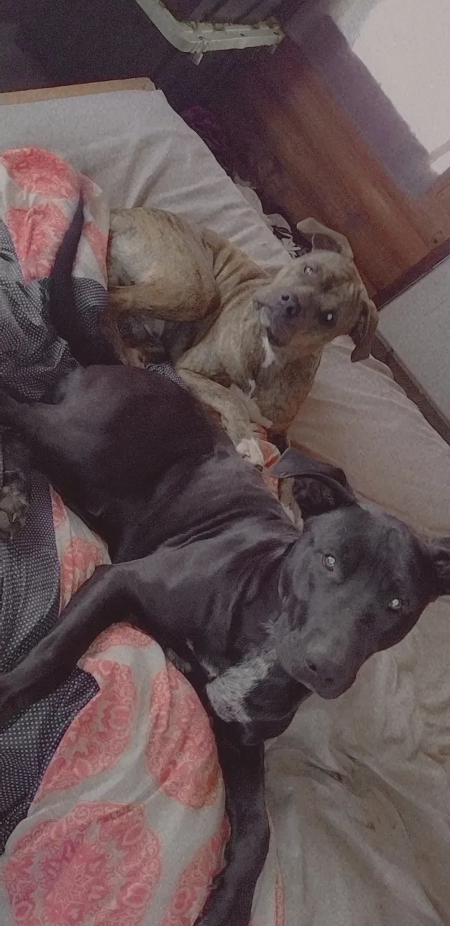 Lost dog in Corryton, TN, 37721
