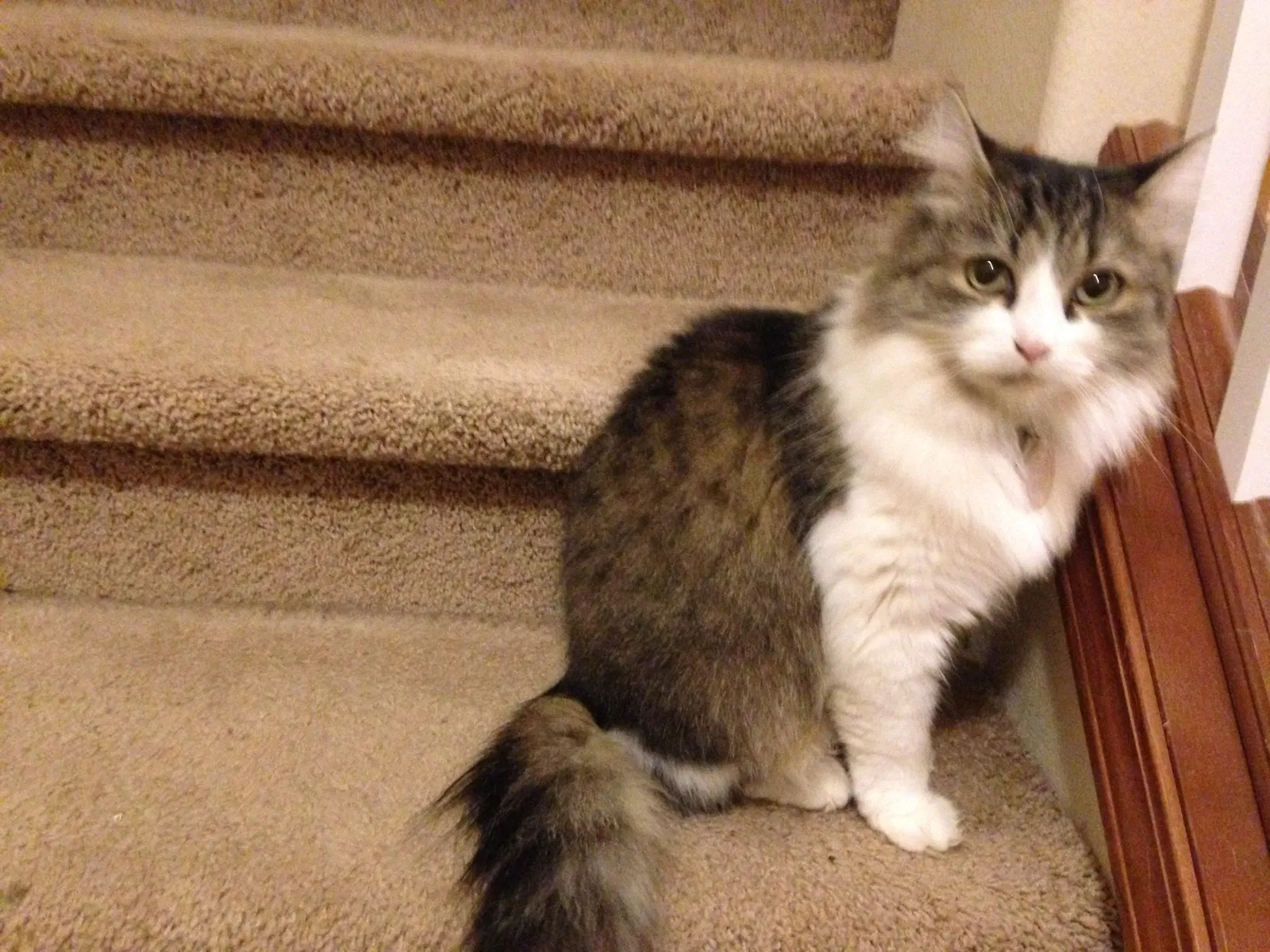 Lost cat in Portland, OR, 97213