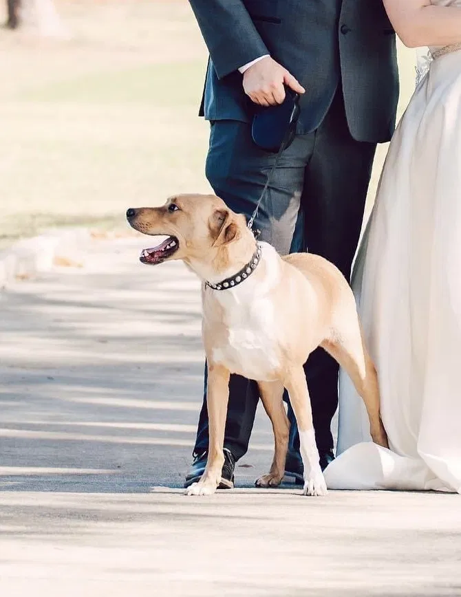 Lost dog in Chunchula, AL, 36521