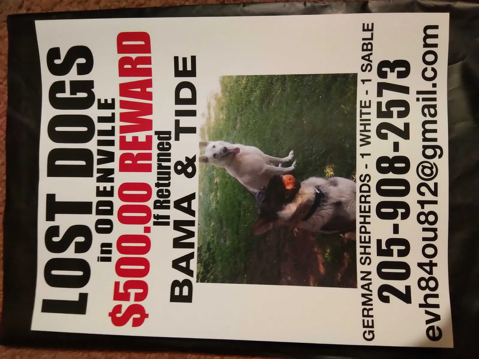 Lost dog in Odenville, AL, 35120