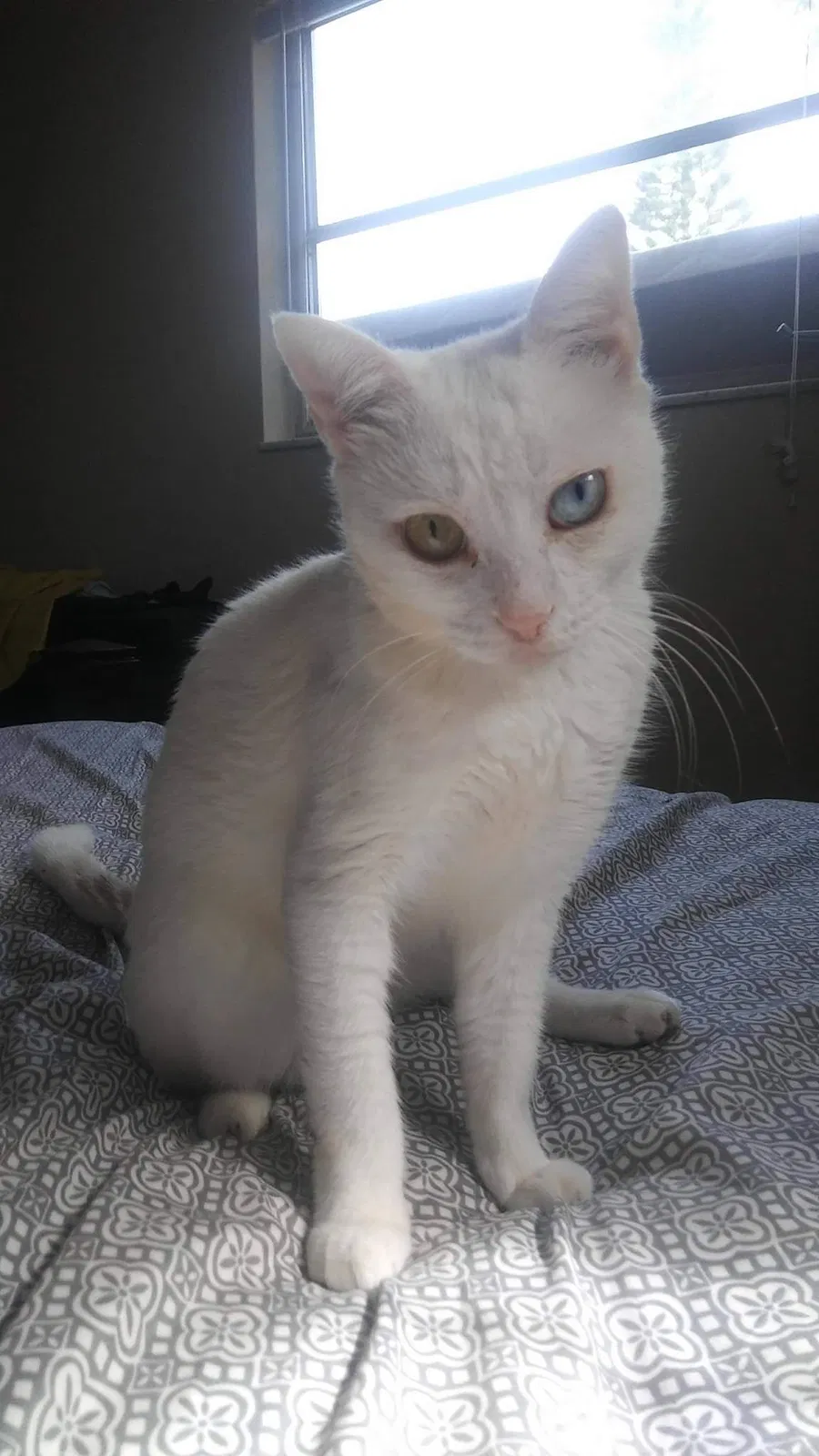 Lost cat in Clearwater, FL, 33755