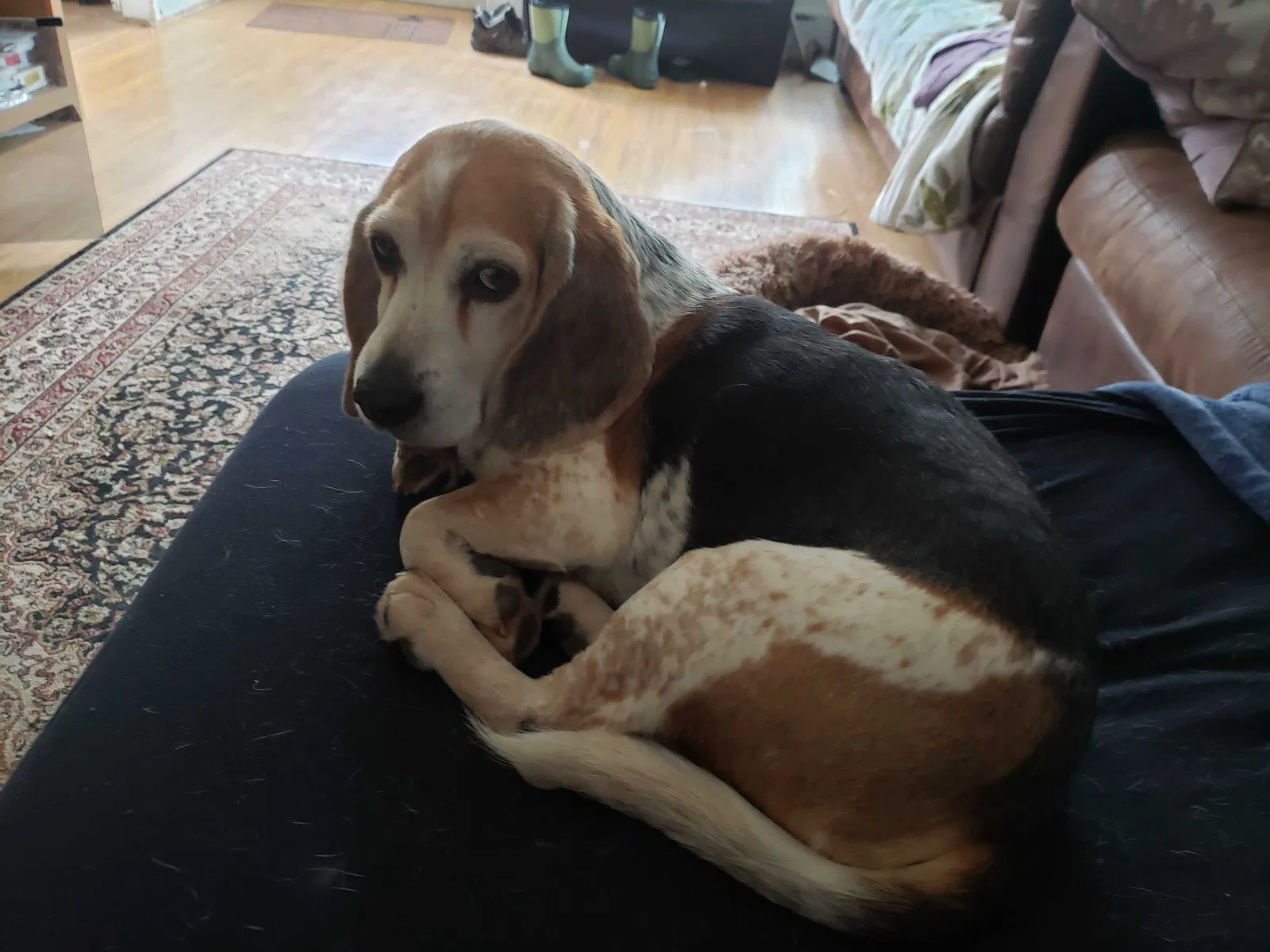 Lost dog in Prince Frederick, MD, 20678
