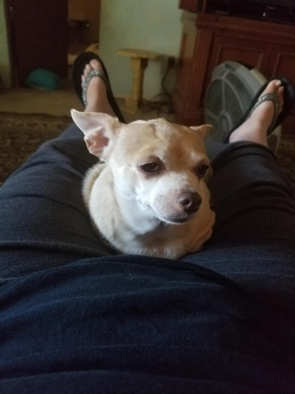 Lost dog in Portland, OR, 97266