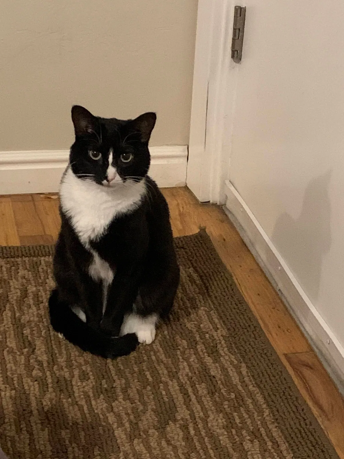 Lost cat in Salt Lake City, UT, 84105