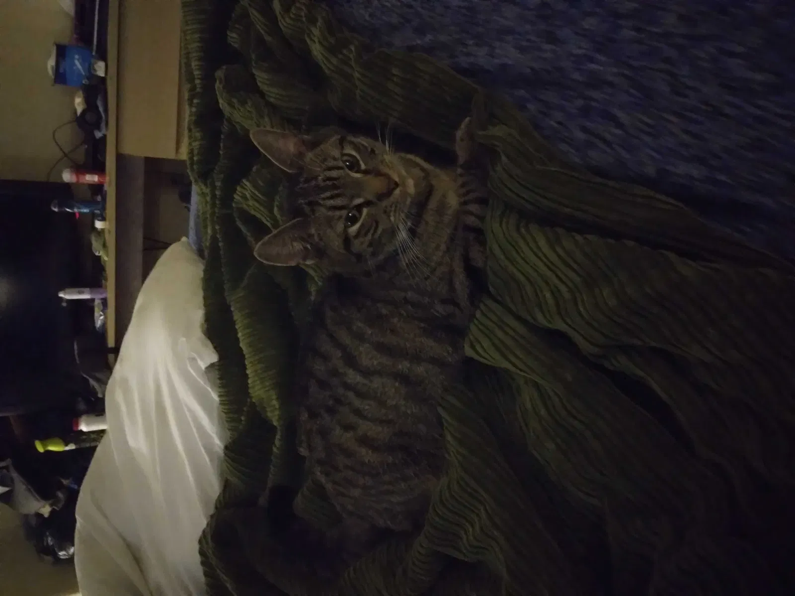 Lost cat in Chesapeake, VA, 23320