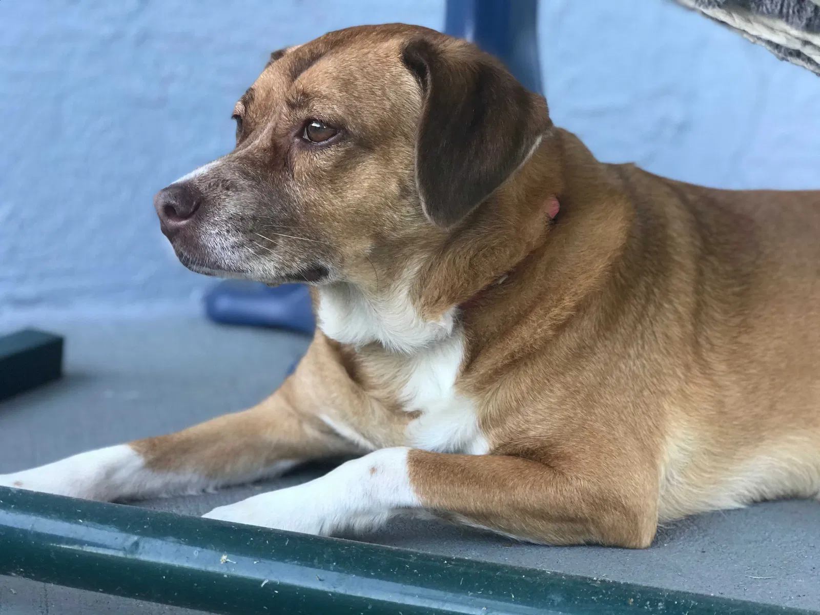 Lost dog in Kissimmee, FL, 34746