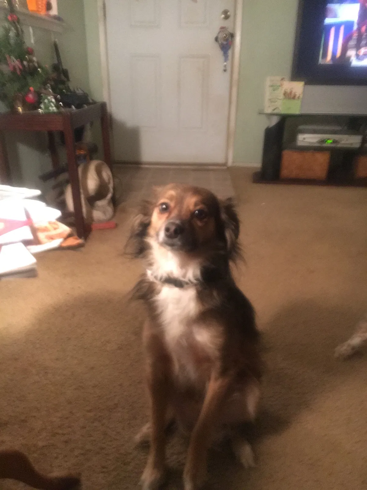 Lost dog in Fort Worth, TX, 76133
