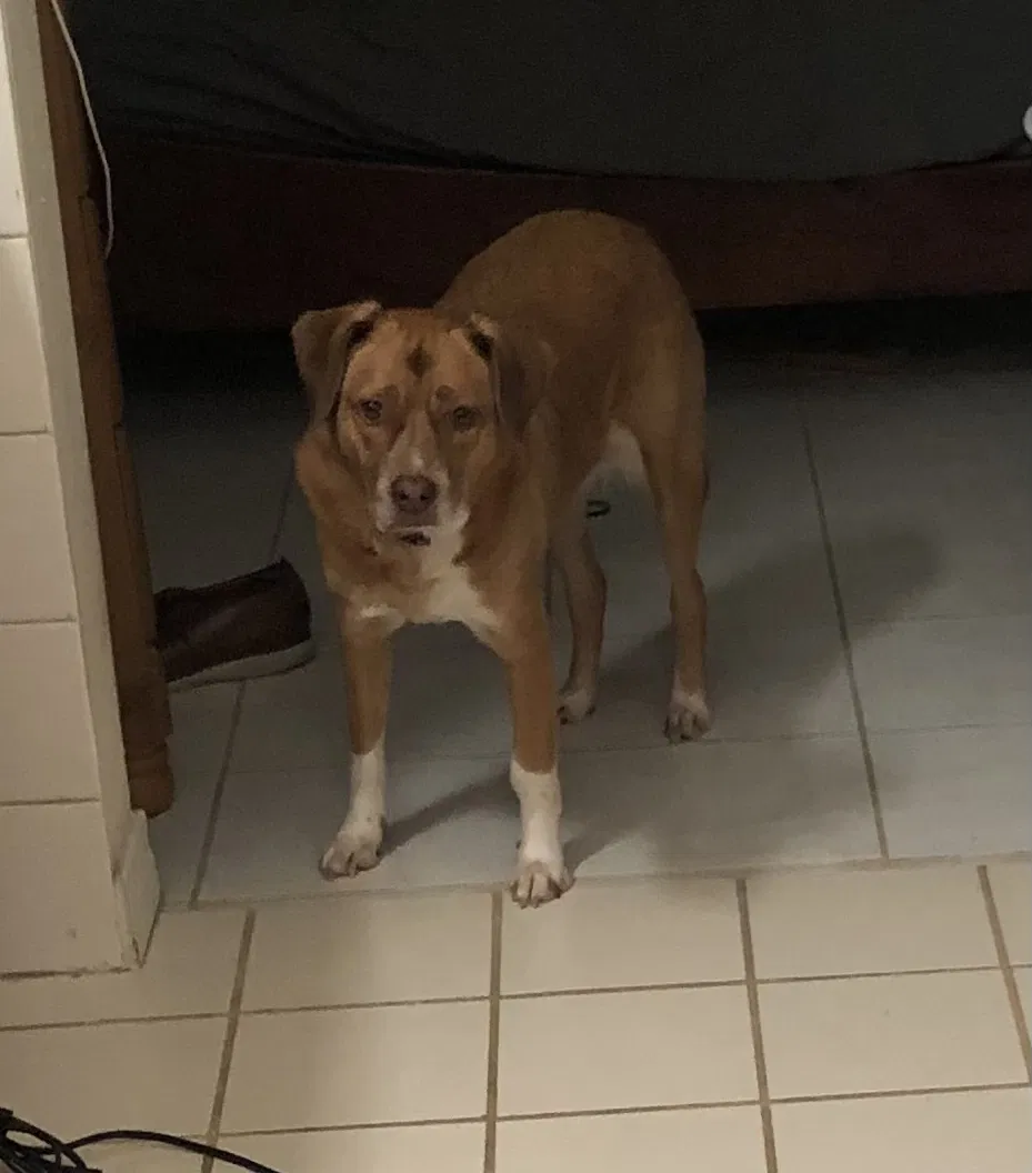 Lost dog in Kissimmee, FL, 34746