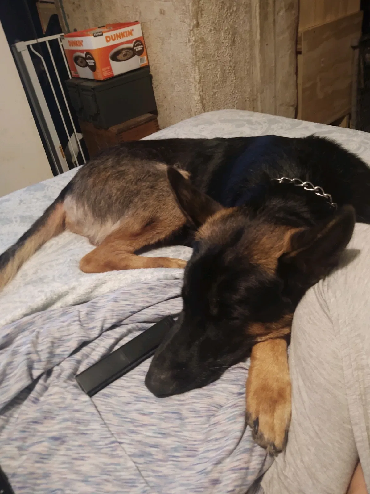 Lost dog in Hibbs, PA, 15443