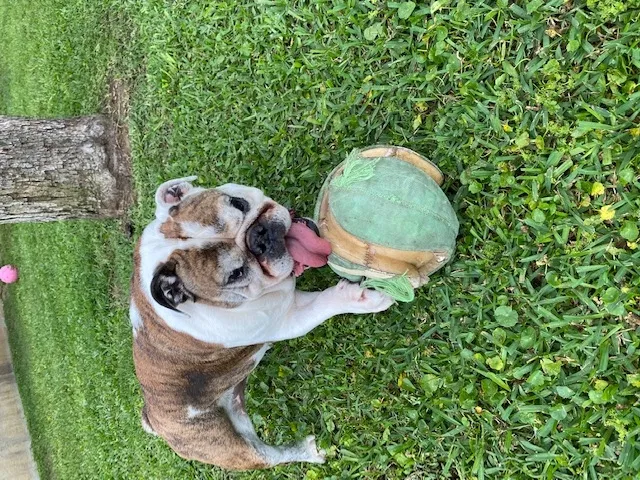 Lost dog in Alexandria, LA, 71302