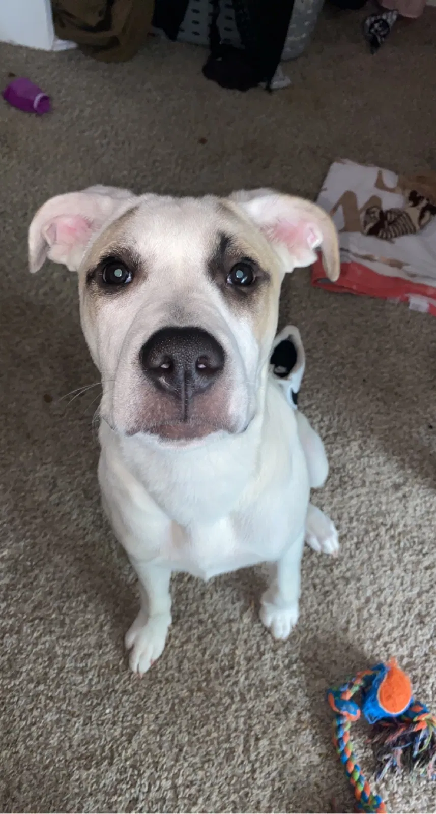 Lost dog in Dallas, TX, 75234