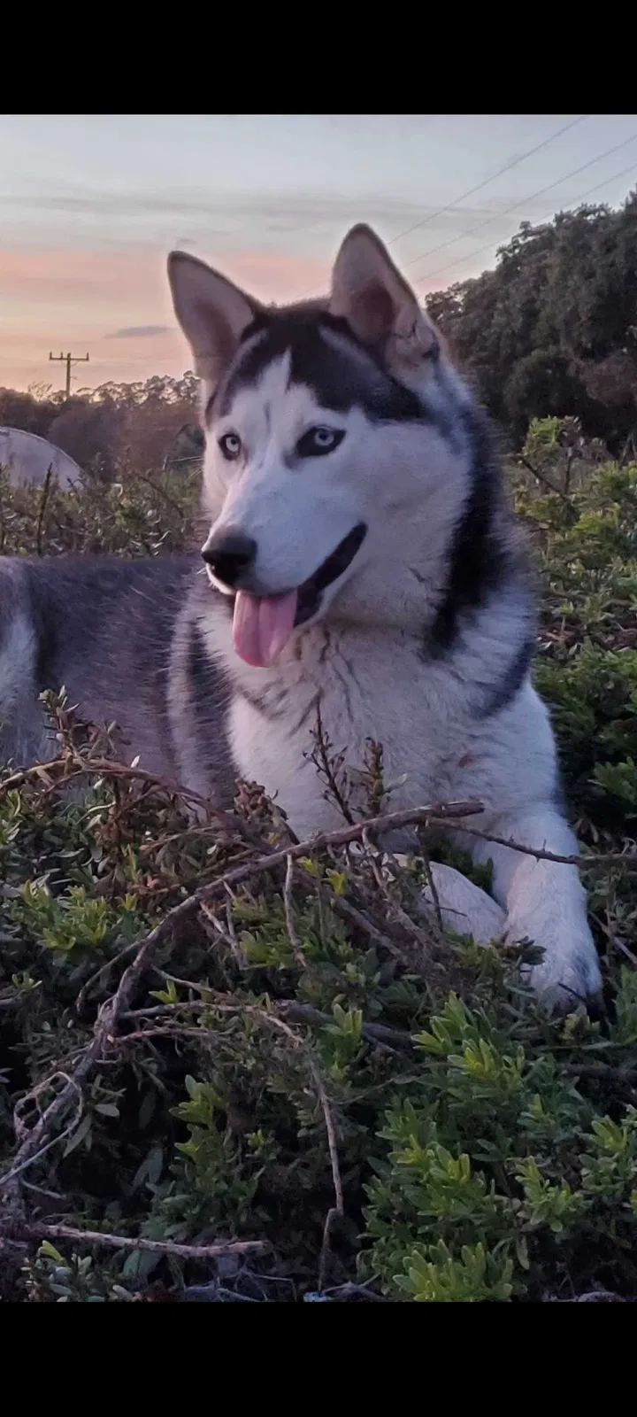 Lost dog in Los Banos, CA, 93635
