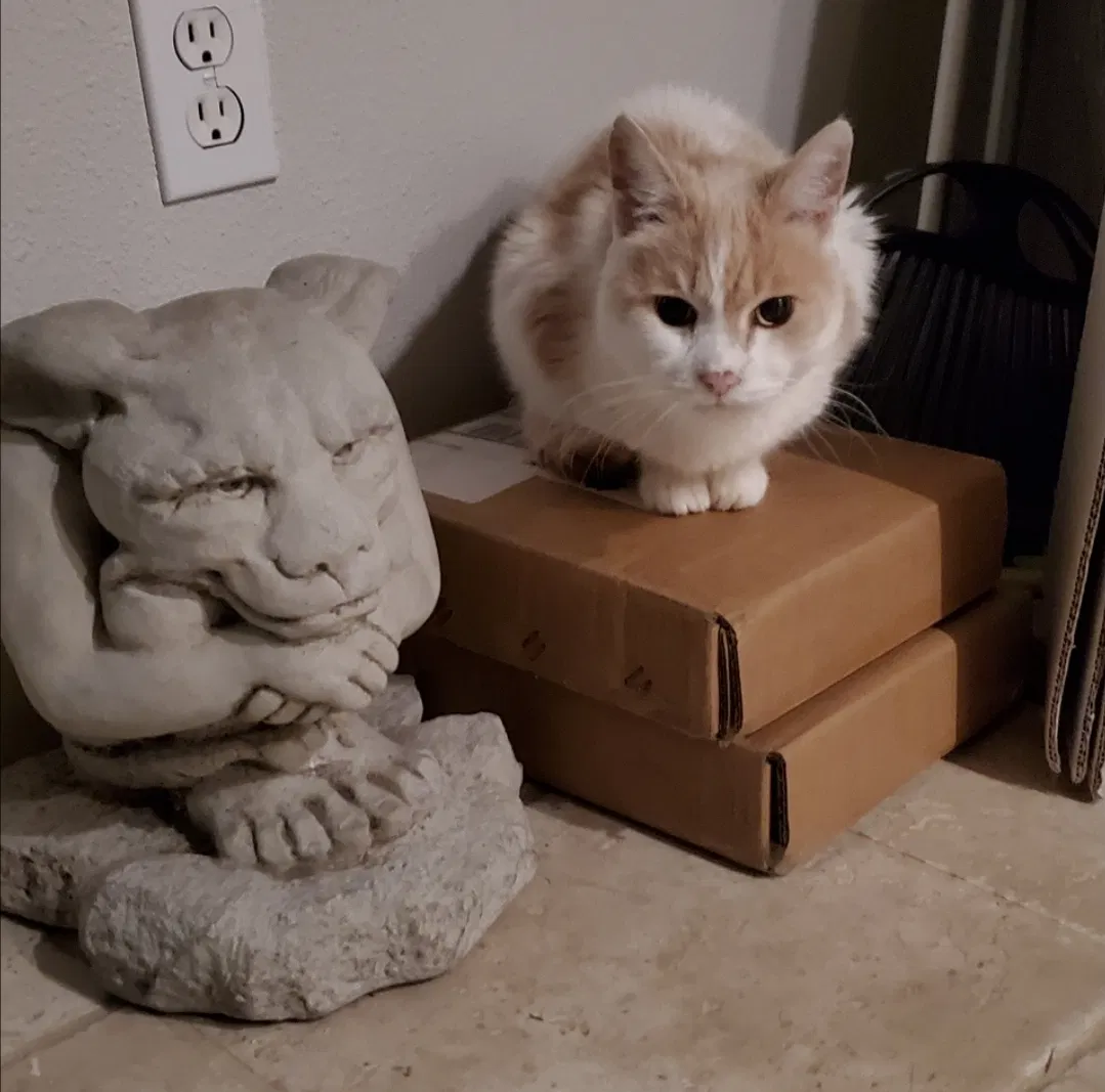 Lost cat in Eugene, OR, 97405