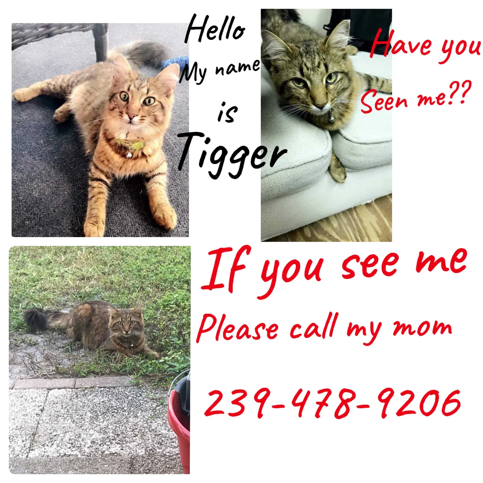 Lost cat in Fort Myers, FL, 33905