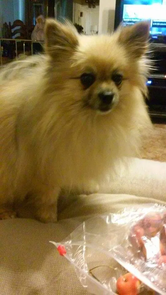Lost dog in Dacono, CO, 80514