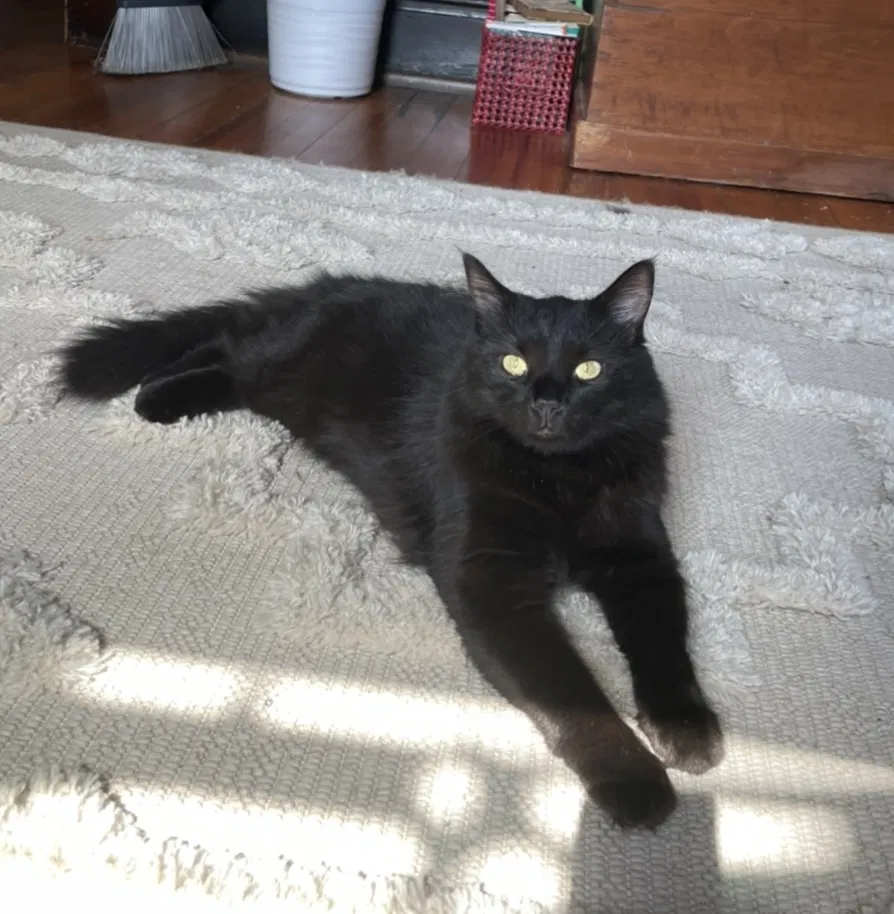 Lost cat in Chattanooga, TN, 37404
