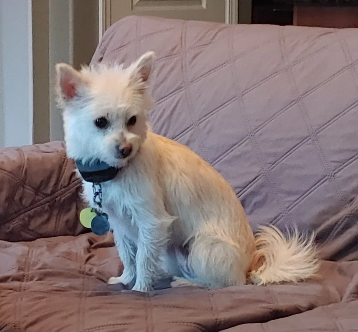 Lost dog in Upland, CA, 91786