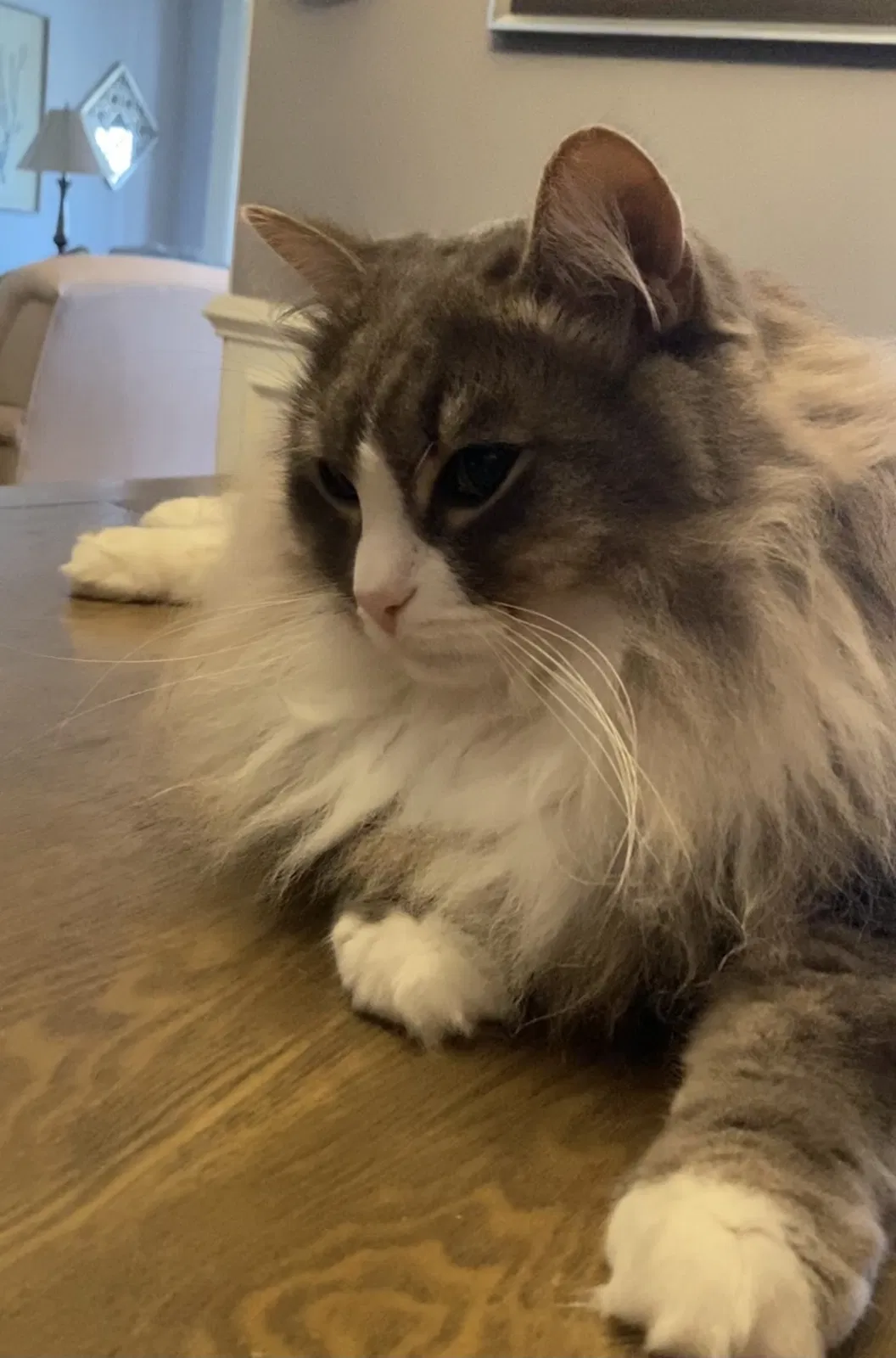 Lost cat in Savannah, GA, 31410