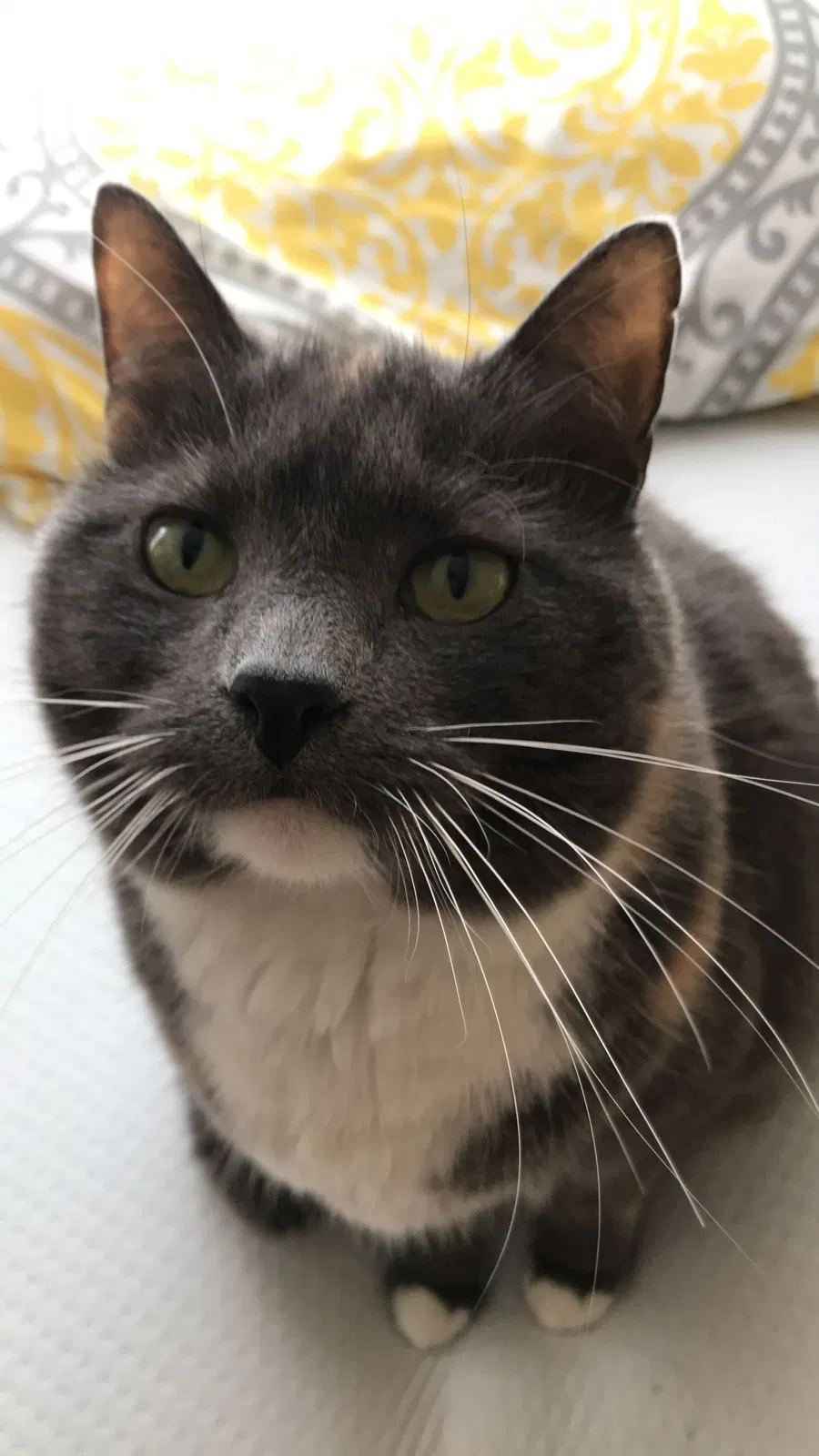 Lost cat in Van Buren, AR, 72956