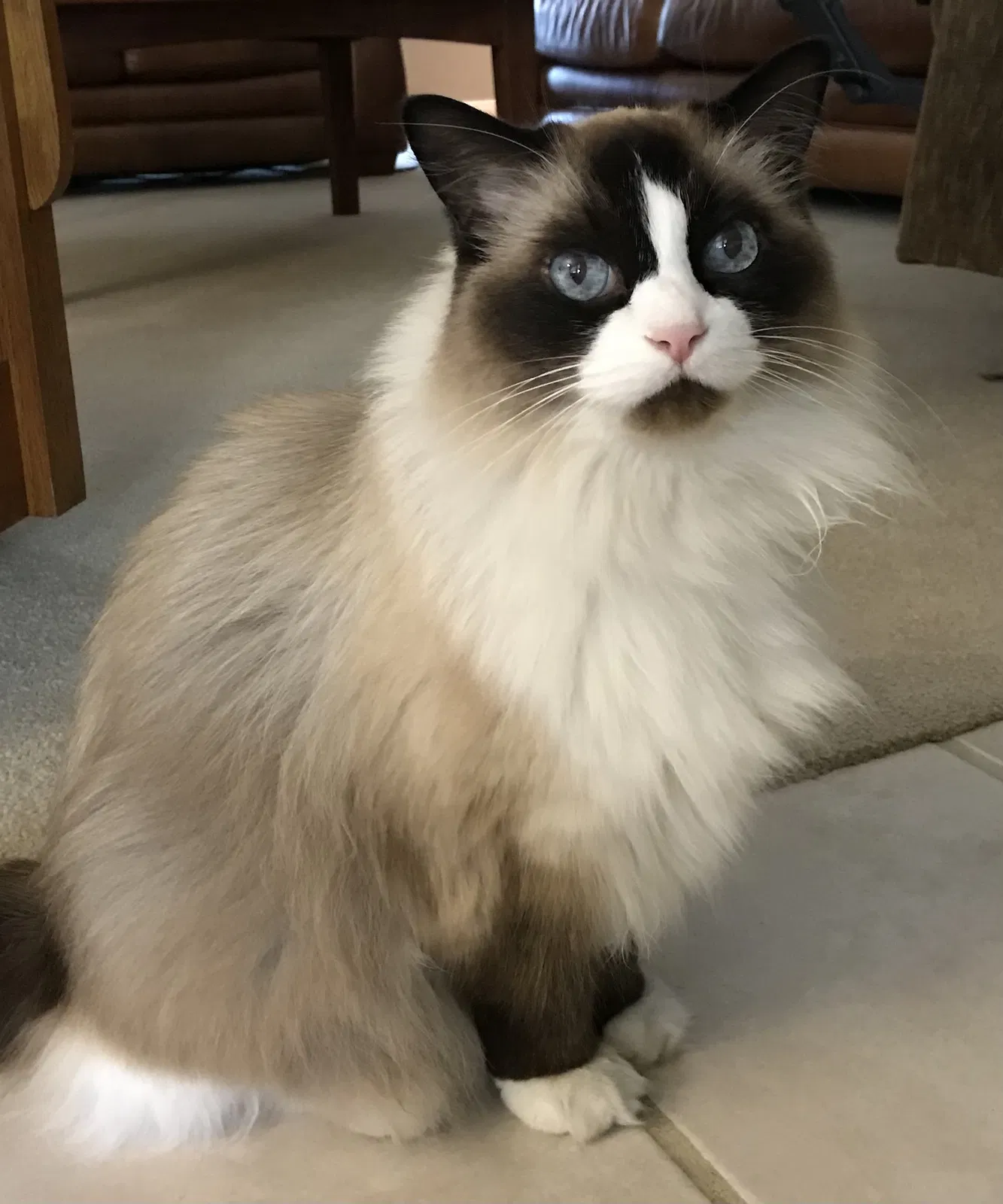 Lost cat in Waco, TX, 76705