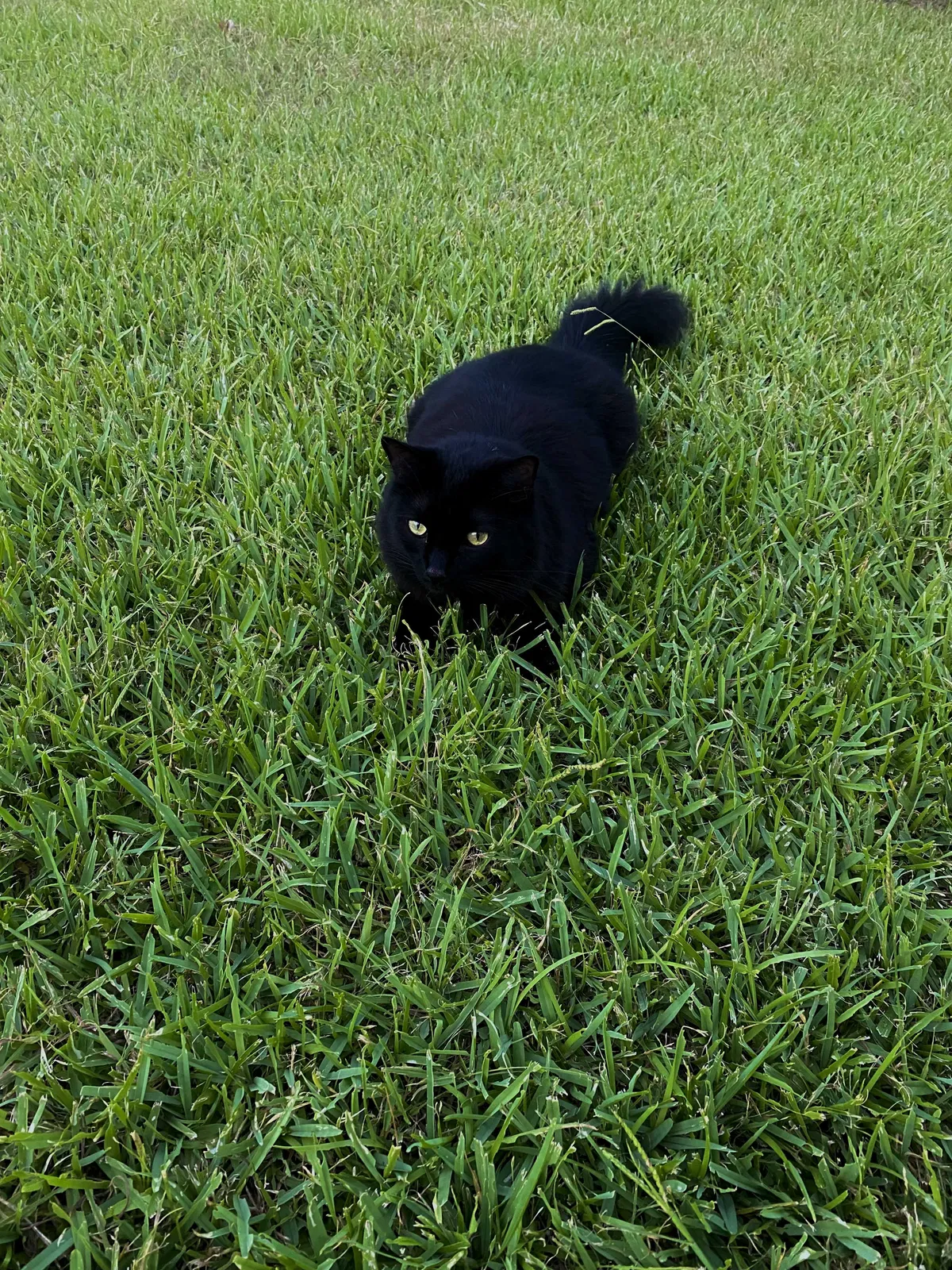 Lost cat in Fort Worth, TX, 76119