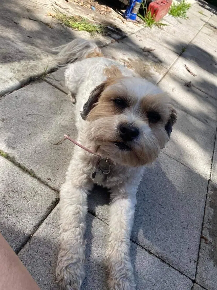 Lost dog in South Gate, CA, 90280